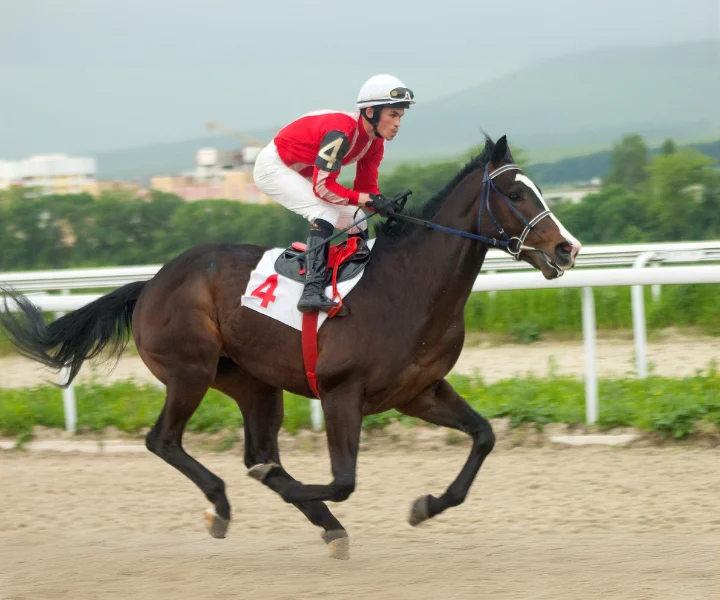 fairexch horse racing